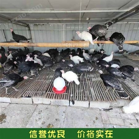 火鸡养殖 养殖散养火鸡 活体种火鸡 常年供应