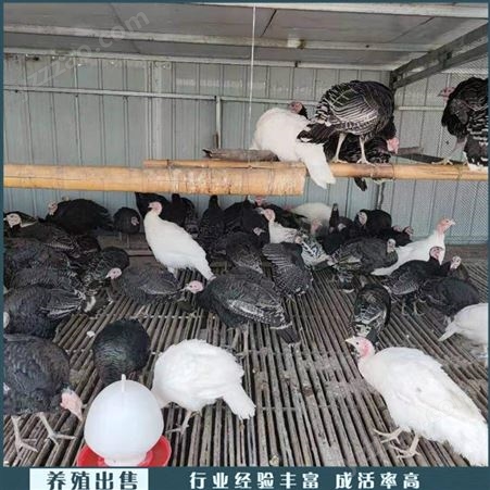 养殖商品火鸡活体 贝蒂娜火鸡种鸡 活体火鸡苗 养殖厂家