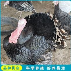 尼古拉火鸡苗 养殖散养火鸡 大型养殖火鸡 养殖报价