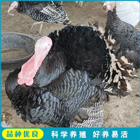 尼古拉火鸡苗 养殖散养火鸡 大型养殖火鸡 养殖报价