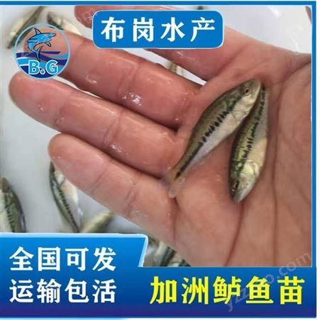 鲈鱼苗批发价格 2-3cm鲈鱼苗规格大易养 鲈鱼苗网箱养殖方法