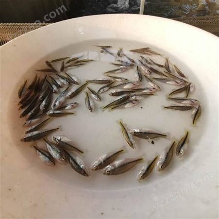 灵川县加州鲈鱼苗技术批发 厂家路亚鲈鱼苗供应 布岗水产