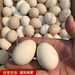新鲜孔雀蛋 孔雀种蛋 商品孔雀蛋 常年报价