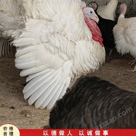 散养斗鸡活体 种斗鸡 越南斗鸡市场供应