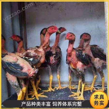 脱温斗鸡 成年越南斗鸡 大型斗鸡养殖 厂家销售