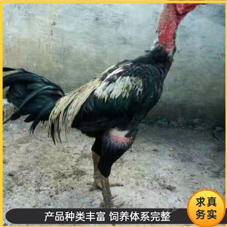 脱温斗鸡 成年越南斗鸡 大型斗鸡养殖 厂家销售