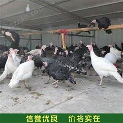 养殖商品火鸡活体 景区观赏火鸡 火鸡鸡苗 山东供应