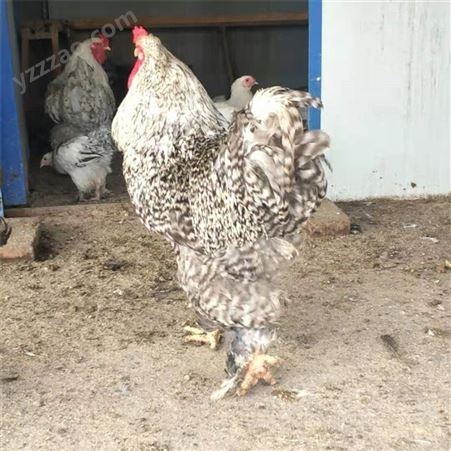 婆罗门鸡养殖基地 婆罗门鸡孵化 观赏鸡价格 质量优