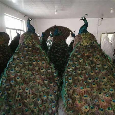 孔雀标本摆件 自制孔雀标本 长期供应 花孔雀标本