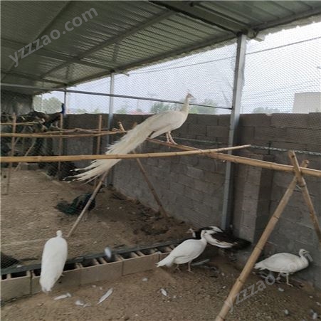白孔雀养殖场 易成活白孔雀 质量优 商品孔雀养殖