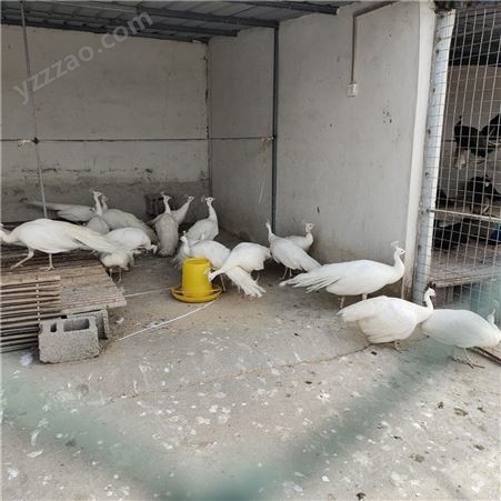 孔雀养殖技术 白孔雀种苗 成本低 活体孔雀养殖