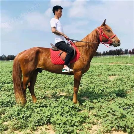 骑乘马品种 儿童骑乘马 观赏骑乘大马 养殖场出售