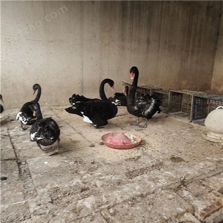 回收黑天鹅种鹅 黑天鹅养殖场 黑天鹅苗孵化场 成本低