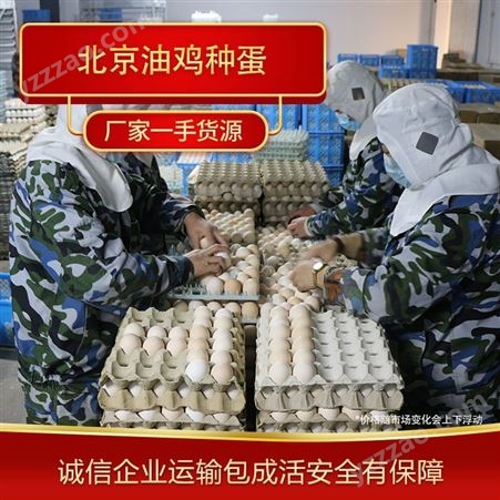 批发北京油鸡种蛋 专业鸡苗养殖 专业的养殖经验