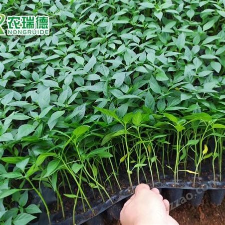 蔬菜花卉育苗专用 多功能育苗播种机