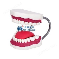 口腔牙齿护理清洁操作模型