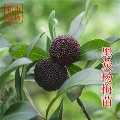 大黑炭杨梅苗 台州杨梅树 杨梅树树苗盆栽 量大优惠