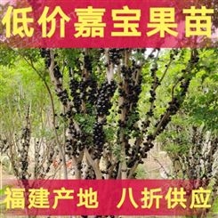 产地批发 中国台湾嘉宝果苗价格 带果树葡萄树苗 富红兴 果苗基地福建