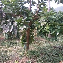 柚子树苗价格 福建红心柚子树量大从优 益达红 绿化树基地