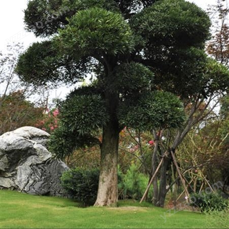 10年的罗汉松价钱 罗汉松造型树苗 益达红苗木 庭院花园景观设计