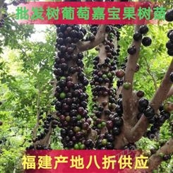 苗圃批发中国台湾沙巴嘉宝果树苗当年结果树葡萄苗木四季早生花园植物