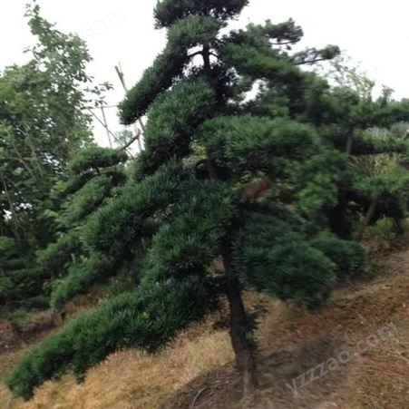 盆栽罗汉松养殖方法 1到5米造型罗汉松盆景 广州苗木绿化公司