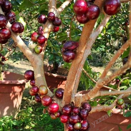 八年四季嘉宝果苗 两米树葡萄苗批发 富红兴果园种植