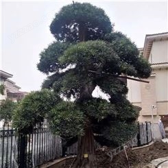 盆栽罗汉松养殖方法 1到5米造型罗汉松盆景 广州苗木绿化公司